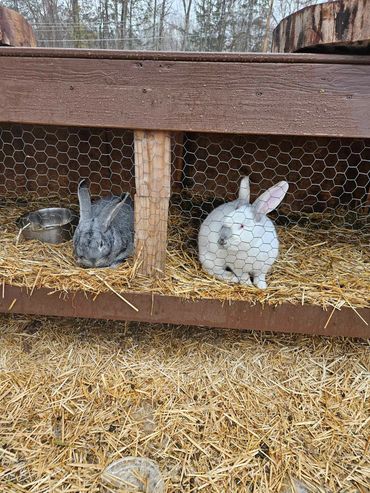 "Its wabbit season"