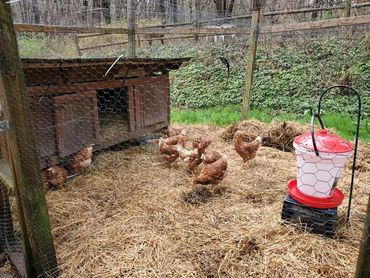 Gotta love them eggs!