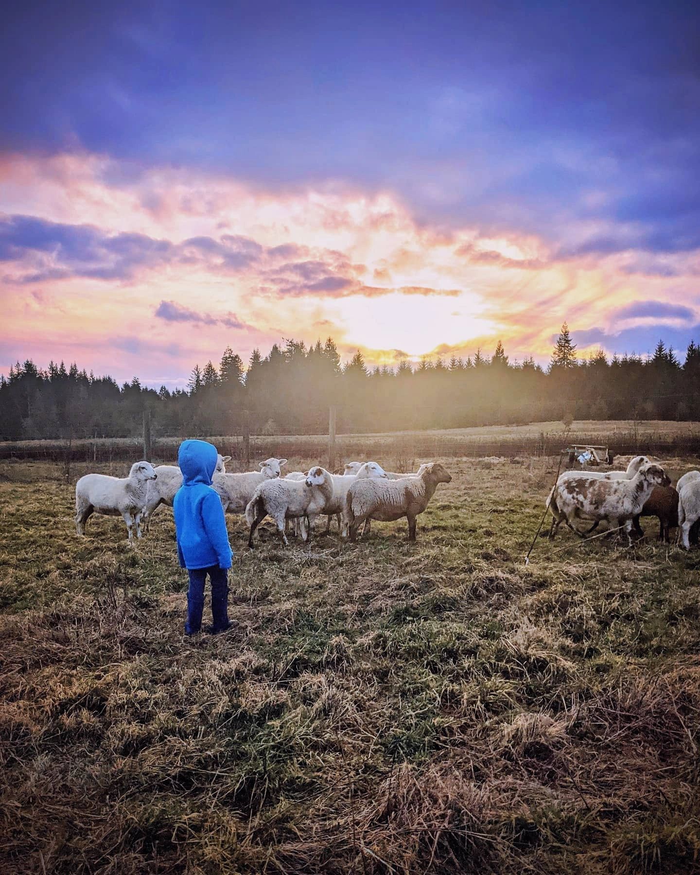 child watching over khatadin sheep during in a field during a beautiful purple orange and blue sunse