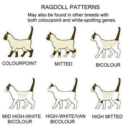 ragdoll color and marking and patterns