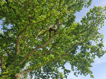 Dan May surfing a large Oak to find and remove deadwood
