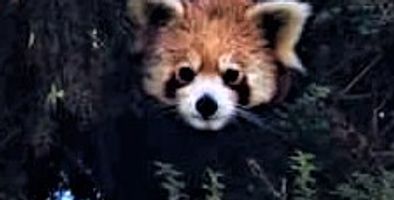 Barsey Rhododendron Sanctuary