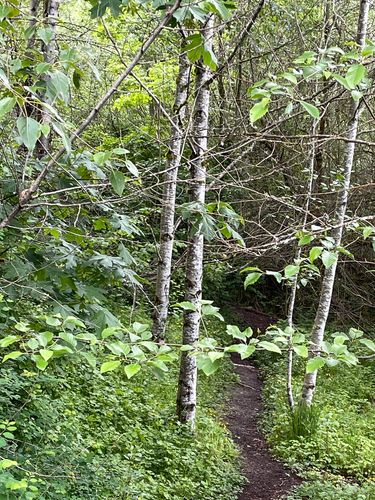 A narrow dirt path winds through a lush green forest with birch trees.