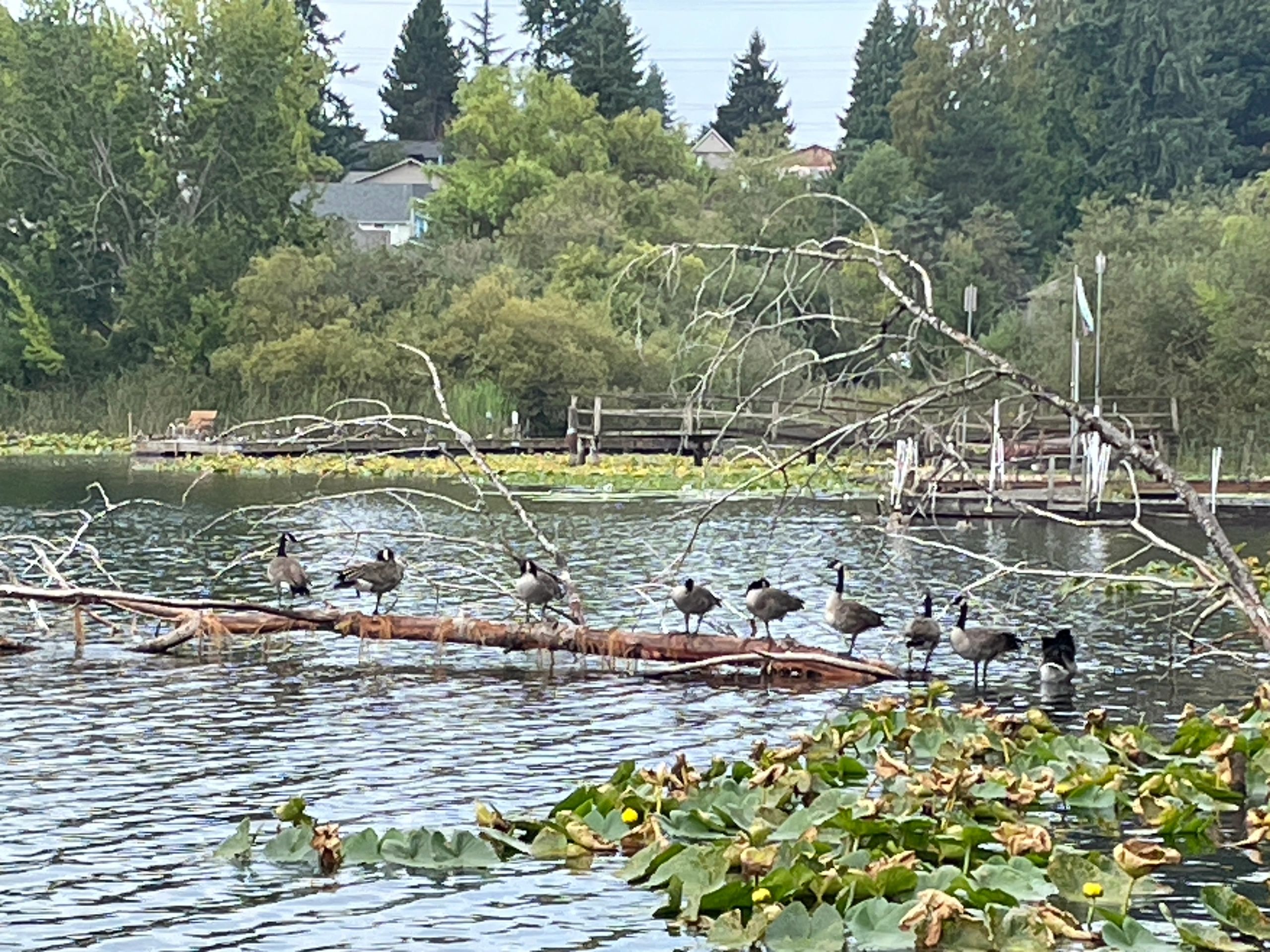 Hill Park committee meeting