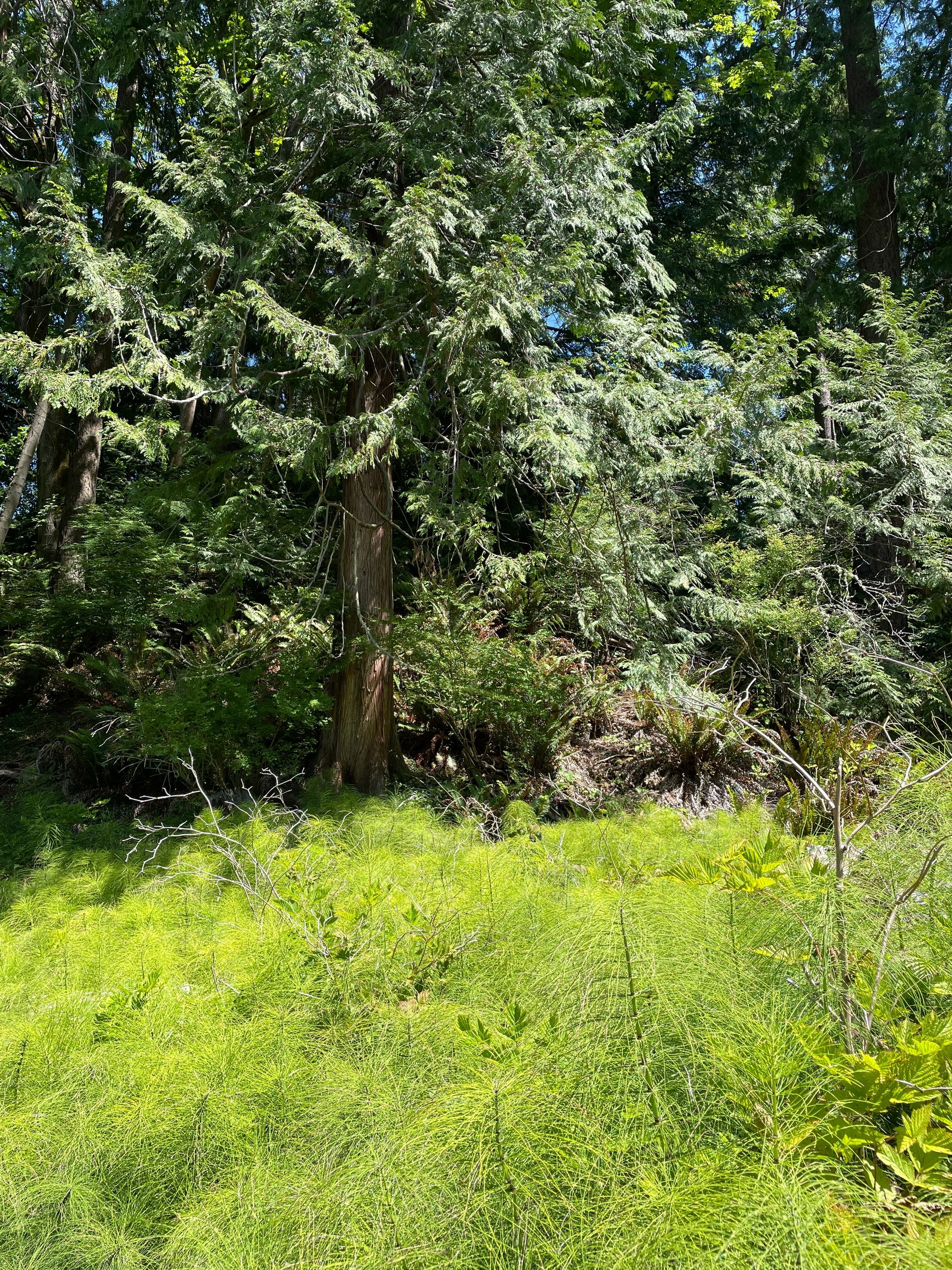 Section of lower Japanese Gulch