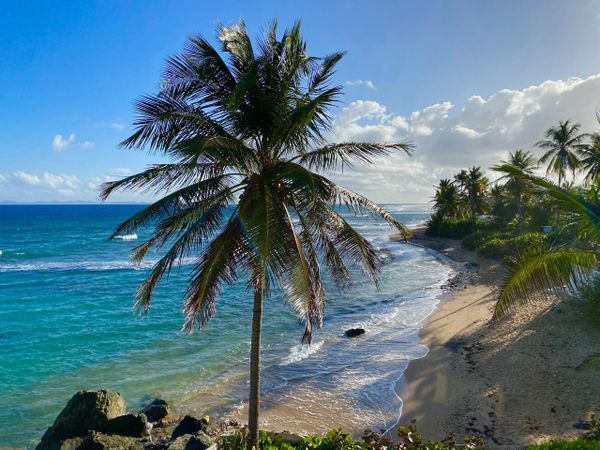 Ocean, Caribbean, palm trees, beach, la Chata beach, vieques