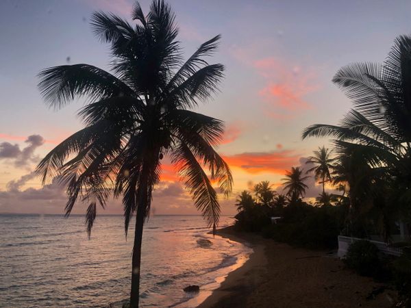 sunset, palm trees, beach, Caribbean, vieques, vieques vacation rental