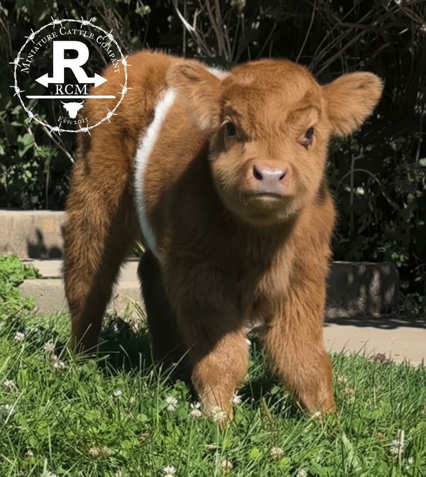 Adorable miniature brown calf standing on grass.