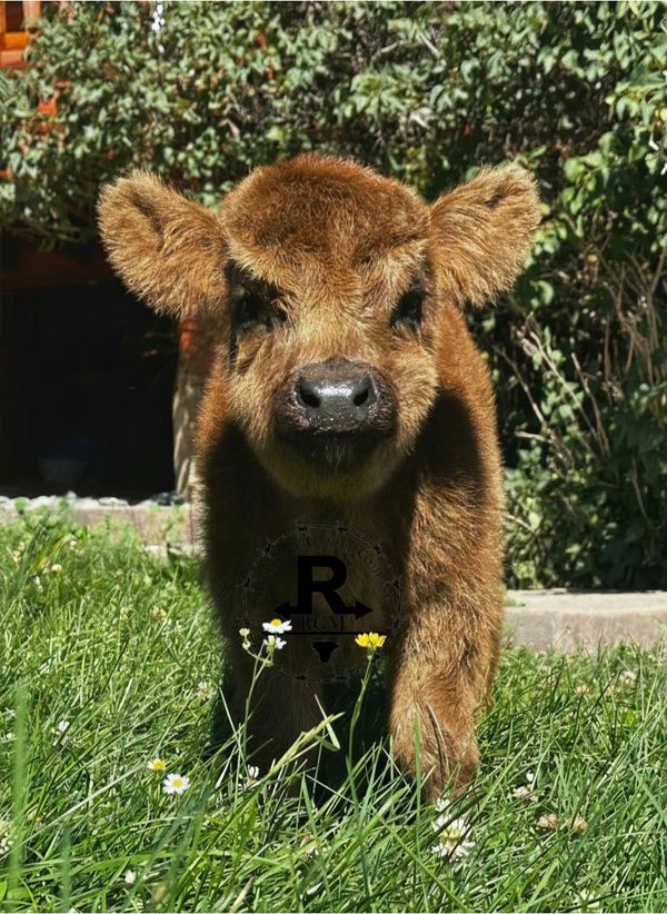 A cute young brown calf in green grass.