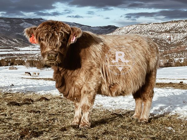 RCM Keevy Dun Highland Midsized Cow 