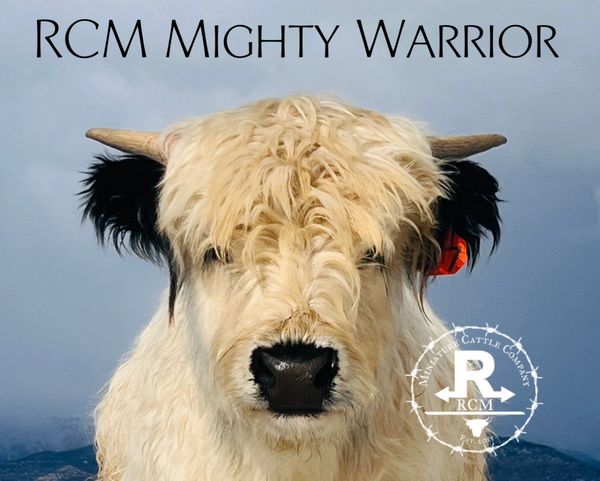 RCM Mighty Warrior - Highpark Bull