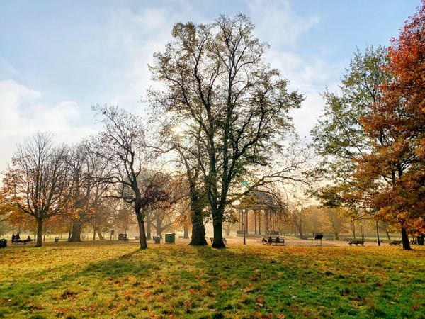 Dog Walker, Clapham, Dog Walking, Clapham, South London, SW4