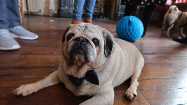 Dog Walker, Clapham, Dog Walking, Clapham, South London, SW4