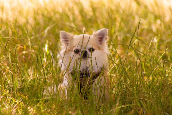 Chihuahua Clapham Dog Walker SW4,sw12, Clapham Clapham Common