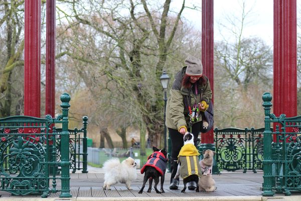 Dog Walker, Clapham, Dog Walking, Clapham, South London, Balham