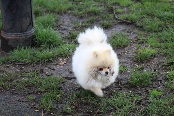 Dog Walker, Clapham, Dog Walking, Clapham, South London, Balham