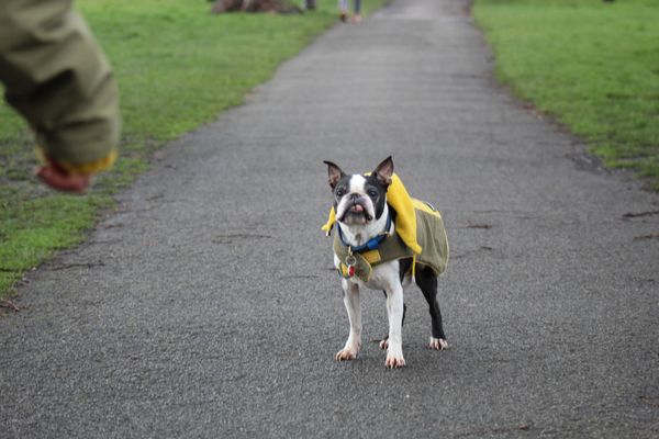Dog Walker, Clapham, Dog Walking, Clapham, South London, Balham