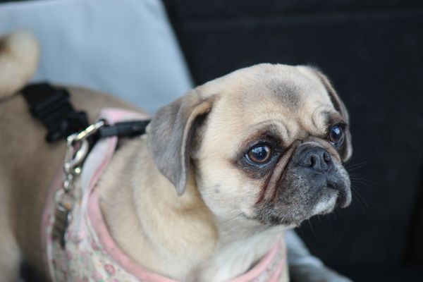 Dog Walker, Clapham, Dog Walking, Clapham, South London, Balham