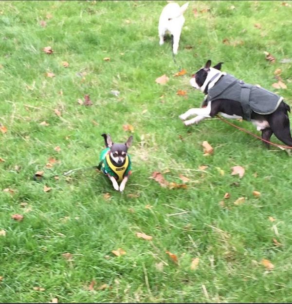 Dog Walker, Clapham, Dog Walking, Clapham, South London, SW4