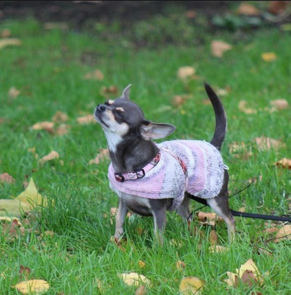 Dog Walker, Clapham, Dog Walking, Clapham, South London, Balham
