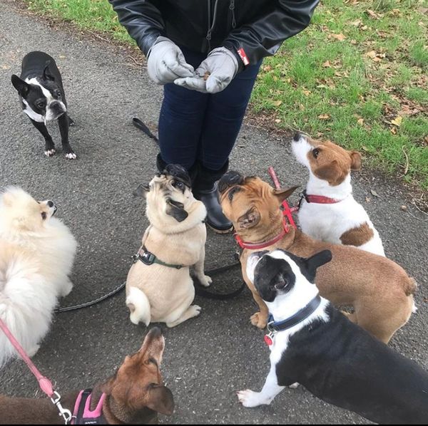 Dog Walker, Clapham, Dog Walking, Clapham, South London, SW4