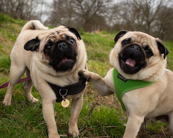 Pugs, Clapham Dog Walker, Clapham, SW4, SW12, Clapham Common, Balham,