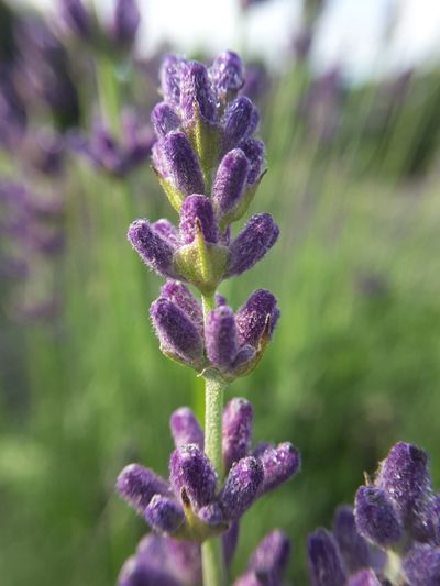 Lavender in the early morning with a few drops of dew still clinging