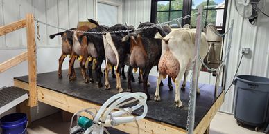 Several goats lined up on a platform inside a barn, likely for milking.