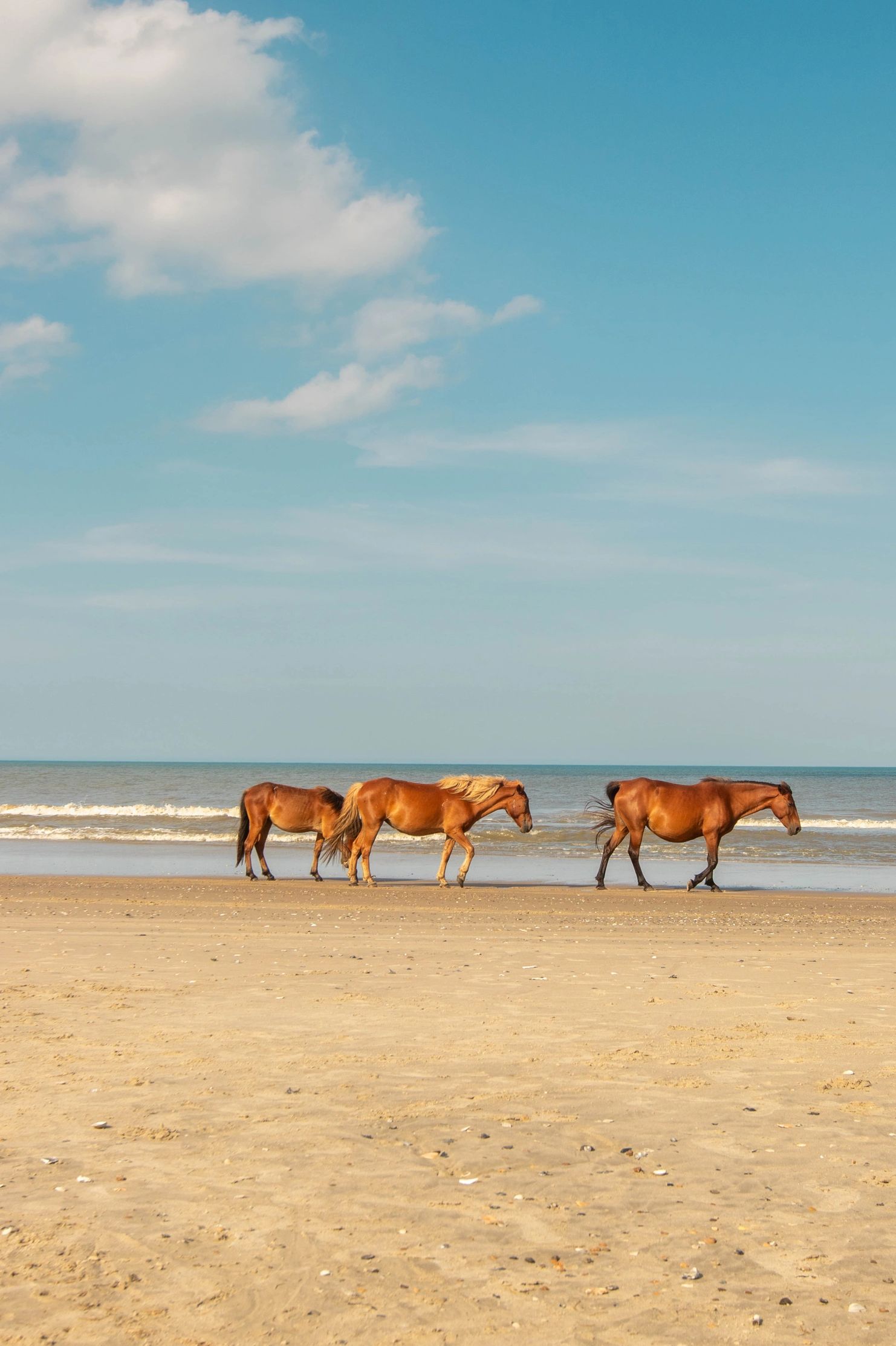 Three horses walking along a sandy beach under a bright blue sky.