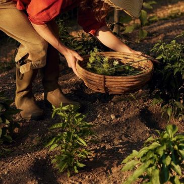 Productora trabajando la huerta y seleccionando el cultivo a mano.