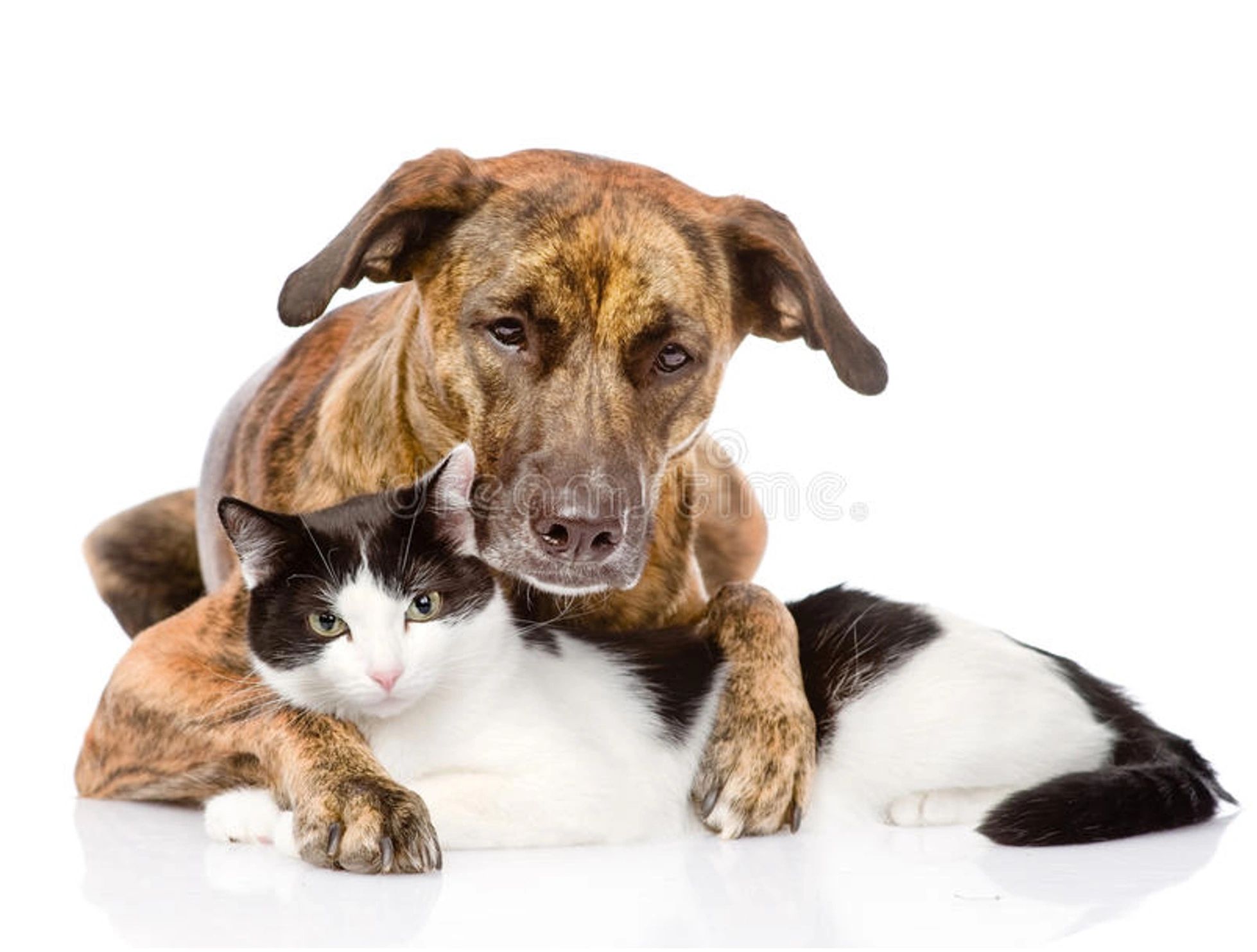 Cat Programs - Ventura County Animal Services
