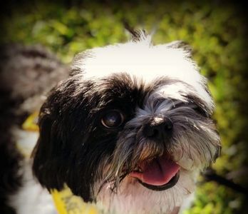 Close-up of a happy black and white dog outdoors.