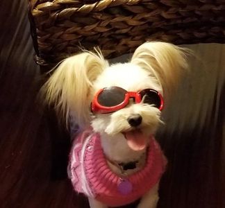Small dog wearing red sunglasses and a pink sweater.