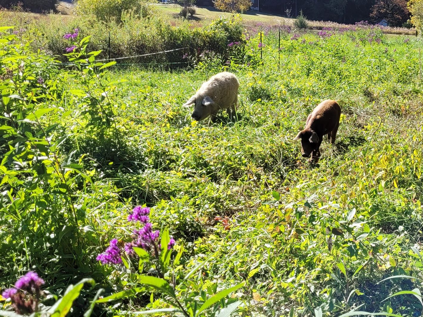Raising Hogs on Woodland & Pasture, the way its meant to be! Nilly & Pomegranate foraging the field.