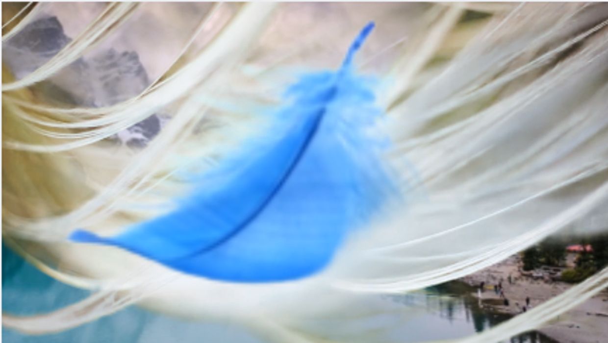 A close-up of a vibrant blue feather against a soft, white feather background.