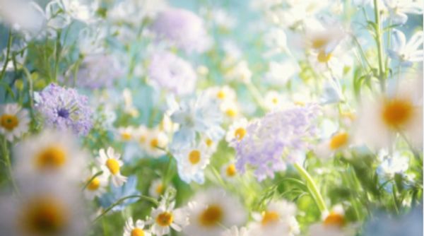 A soft-focus image of daisies and purple flowers in a sunlit garden.