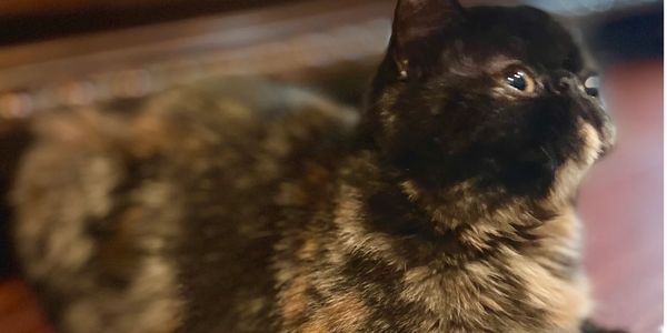 Mallory-Exotic Short Hair Tortie