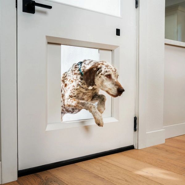 Dog jumping through a pet door