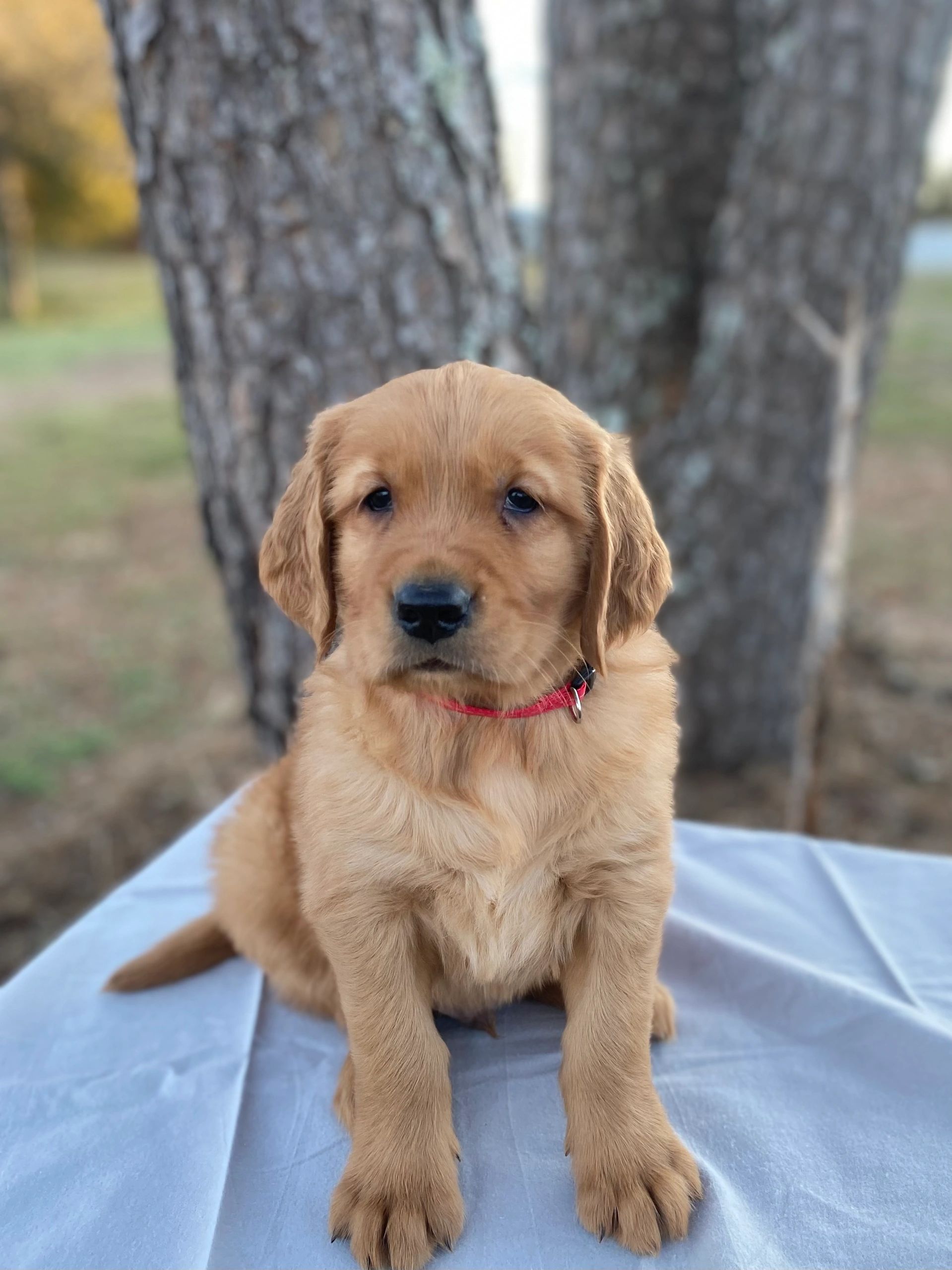 Adopted Cash AKC male Golden Retriever puppy