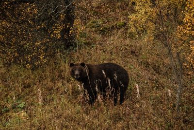 Alaska's Best Bear Viewing