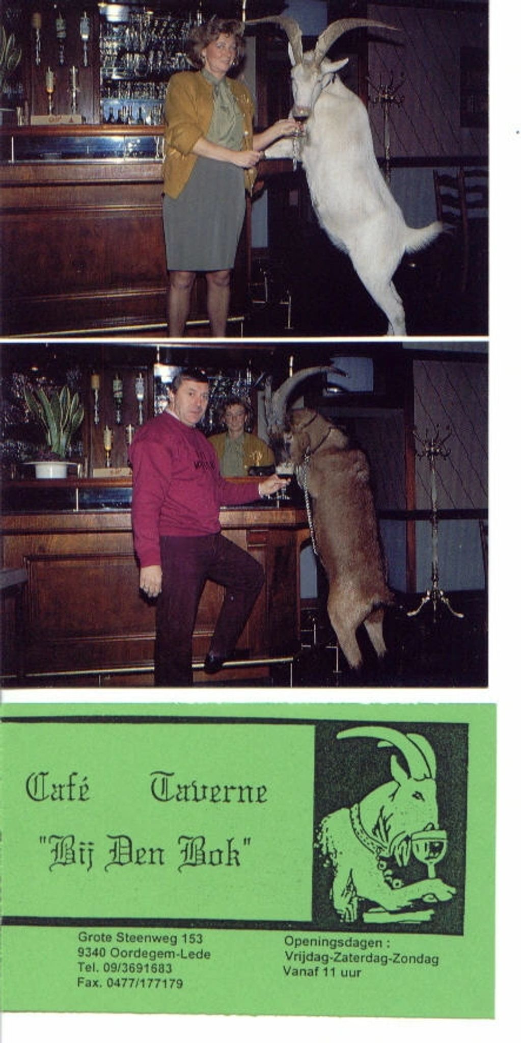 The famed, "Billy Goat Bar," where humans try to race the beer drinking goats.