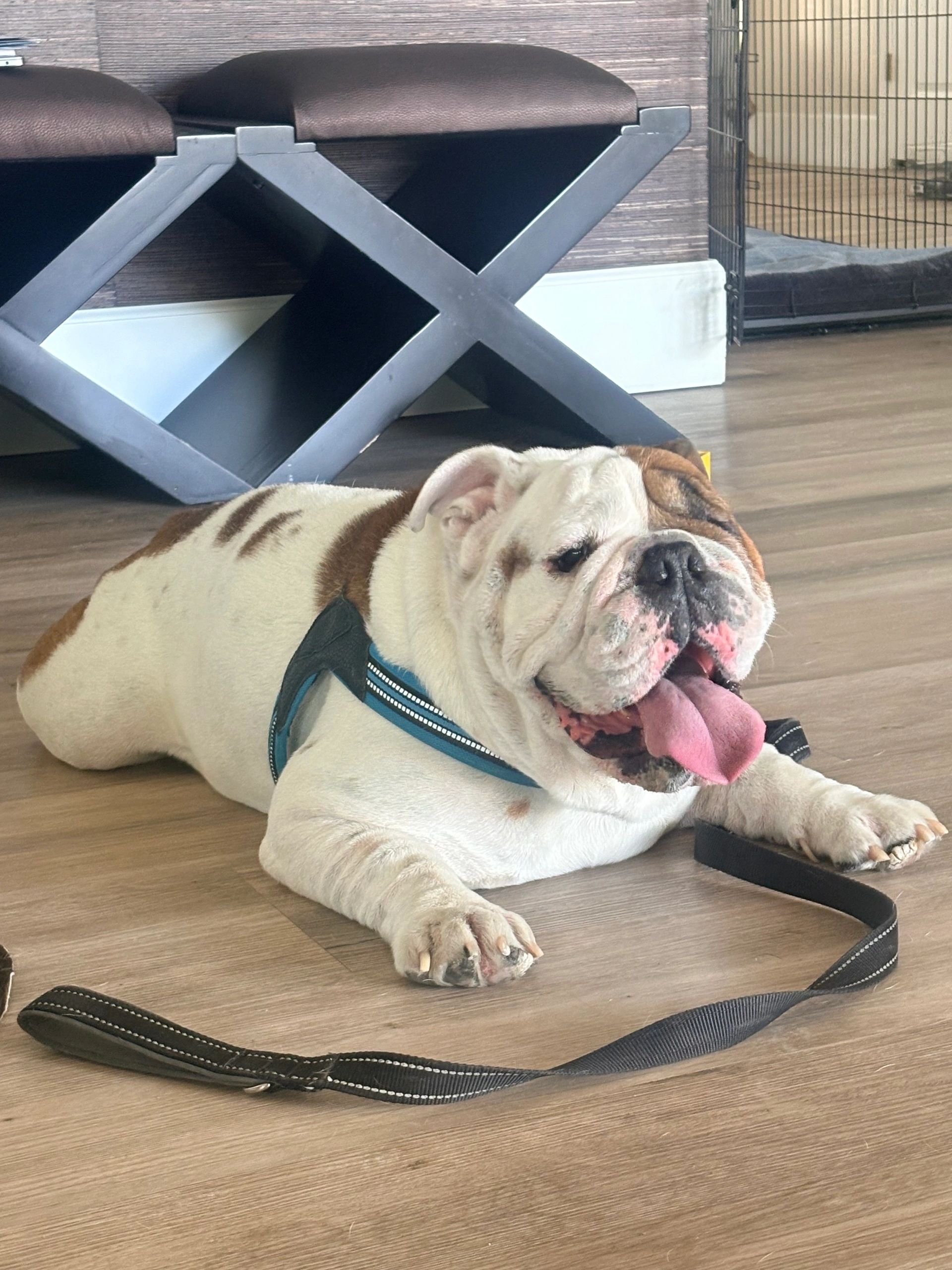 Bulldog resting on wooden floor with tongue out and leash nearby.