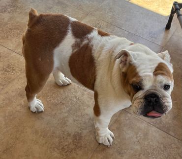 A brown and white bulldog standing on a tiled floor.
