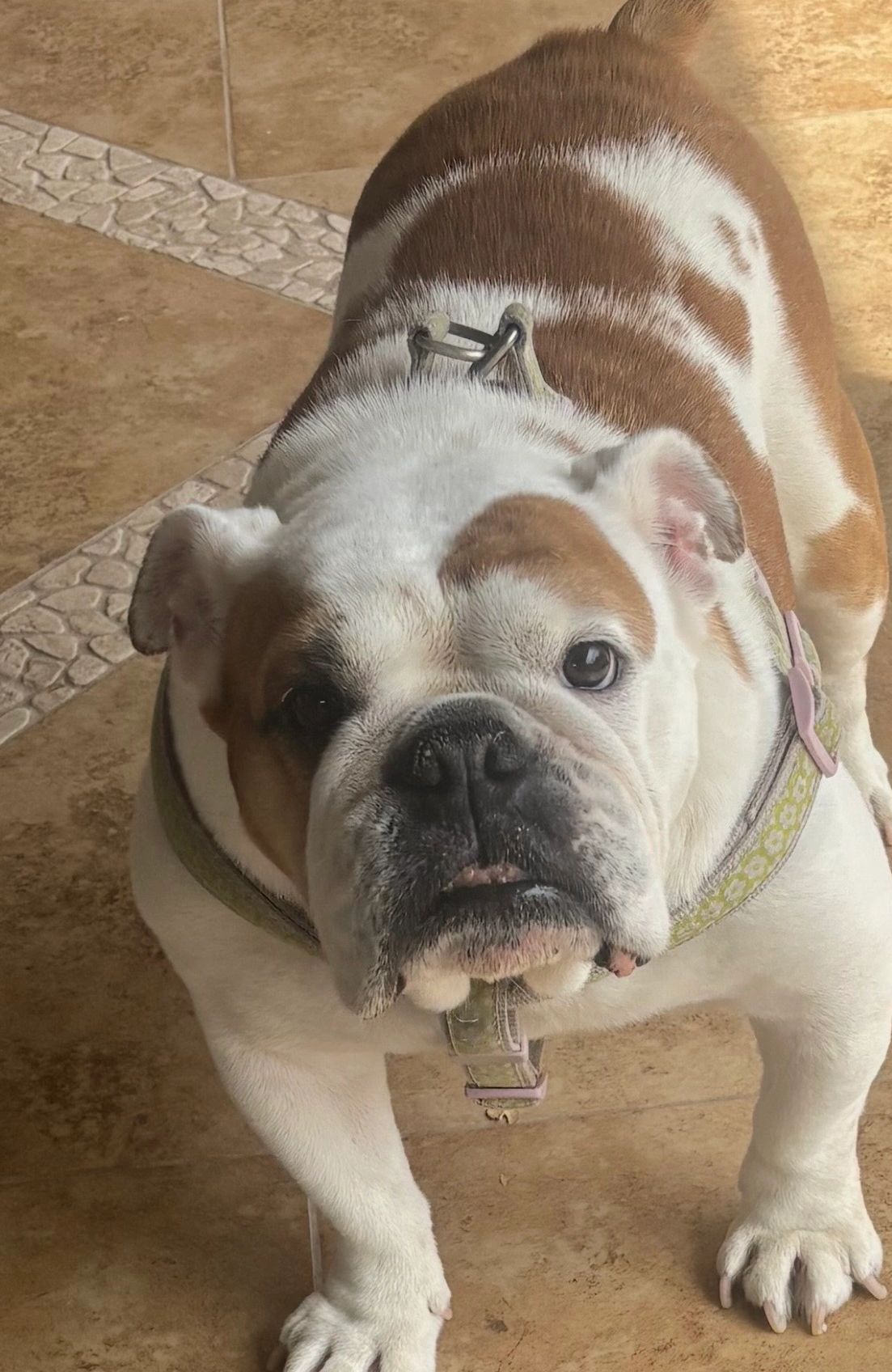 Close-up of a bulldog with a harness on a tiled floor.
