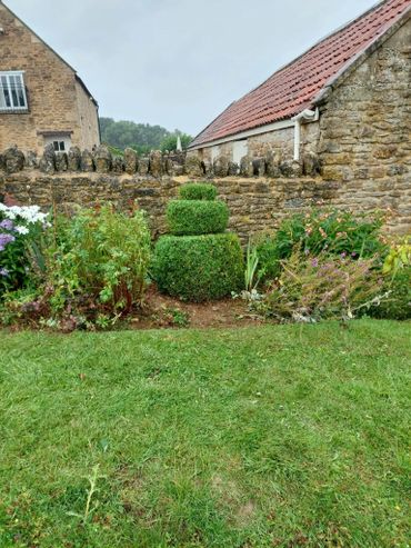 A neatly trimmed tiered bush in a garden with stone houses and walls.