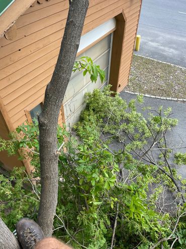 View downward from a tree near a wooden building and parking lot.