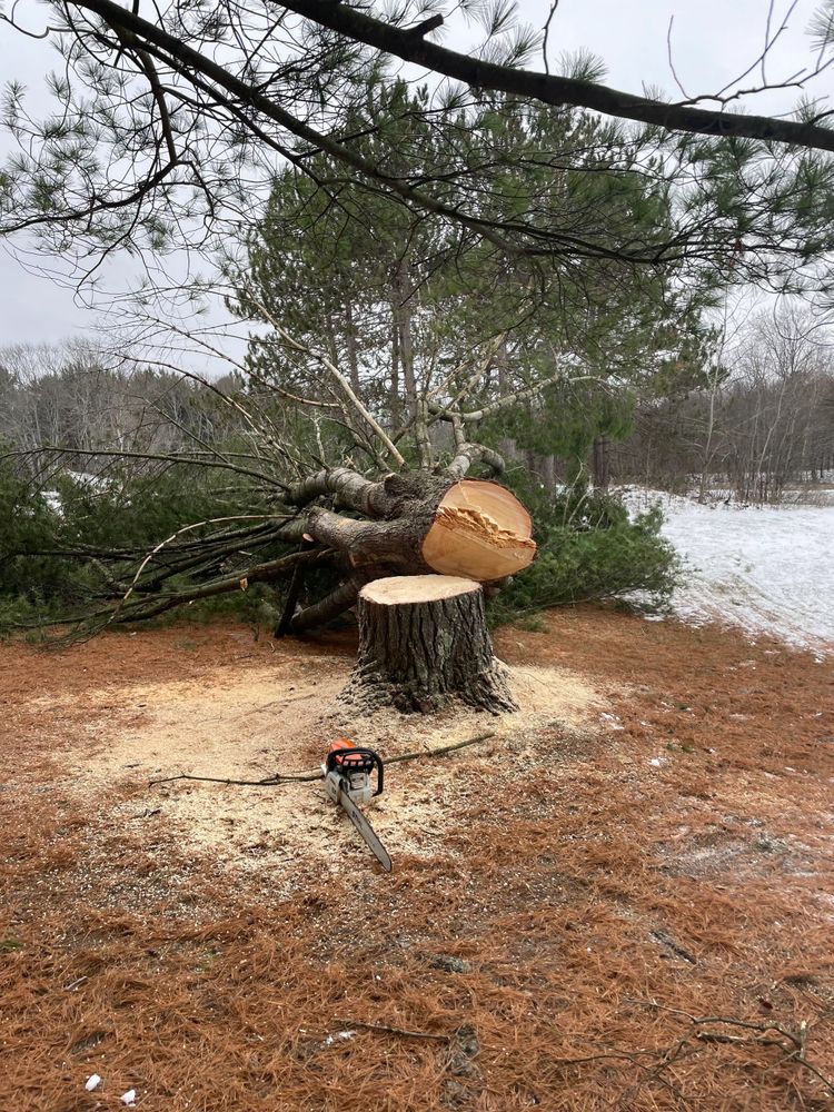 A freshly cut pine tree with a chainsaw on the ground.