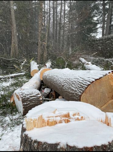 Snow-covered tree logs lie on the ground in a snowy forest clearing.