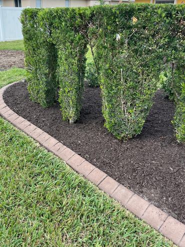 Neatly trimmed hedge with small archways in a well-maintained garden bed.