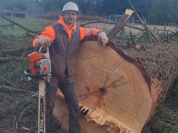 Lumberjack posing with a chainsaw next to a large freshly cut tree trunk.